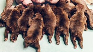 A litter of puppies feeding from their mother